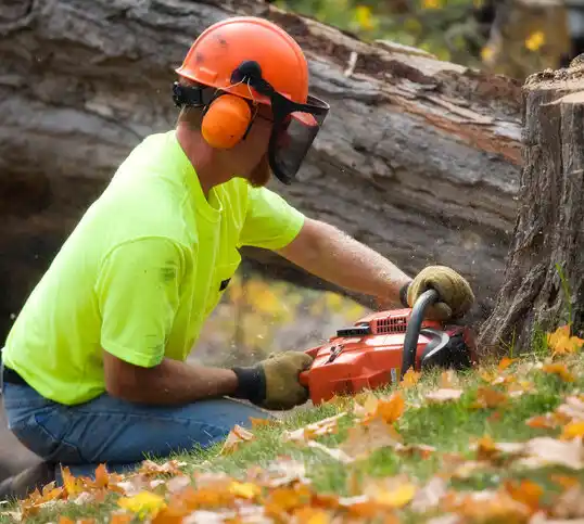 tree services Fifth Ward